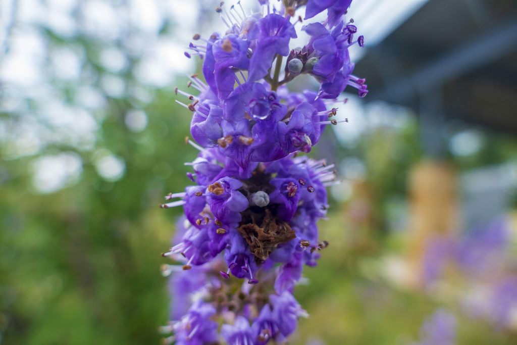 Vitex Agnus-Castus